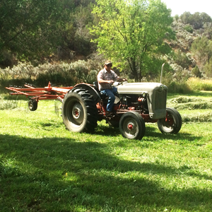 Daddy raking hay
