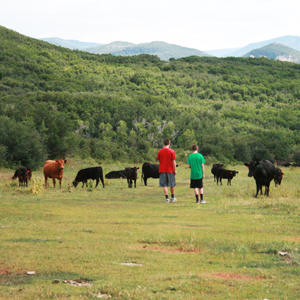 Wyatt and Royce checking cows